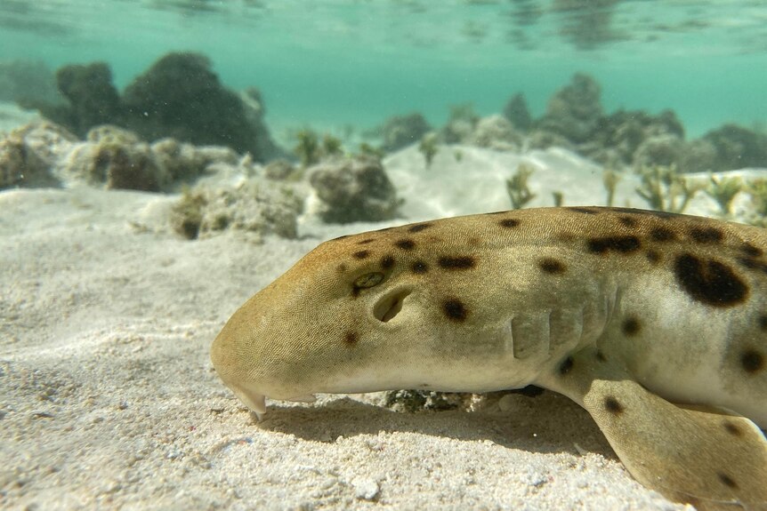 Shark with spots and a round head swimming above sand, coral behind.
