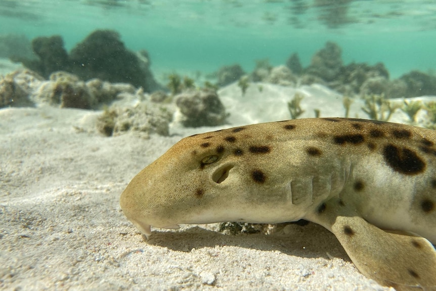 Shark with spots and a round head swimming above sand, coral behind.