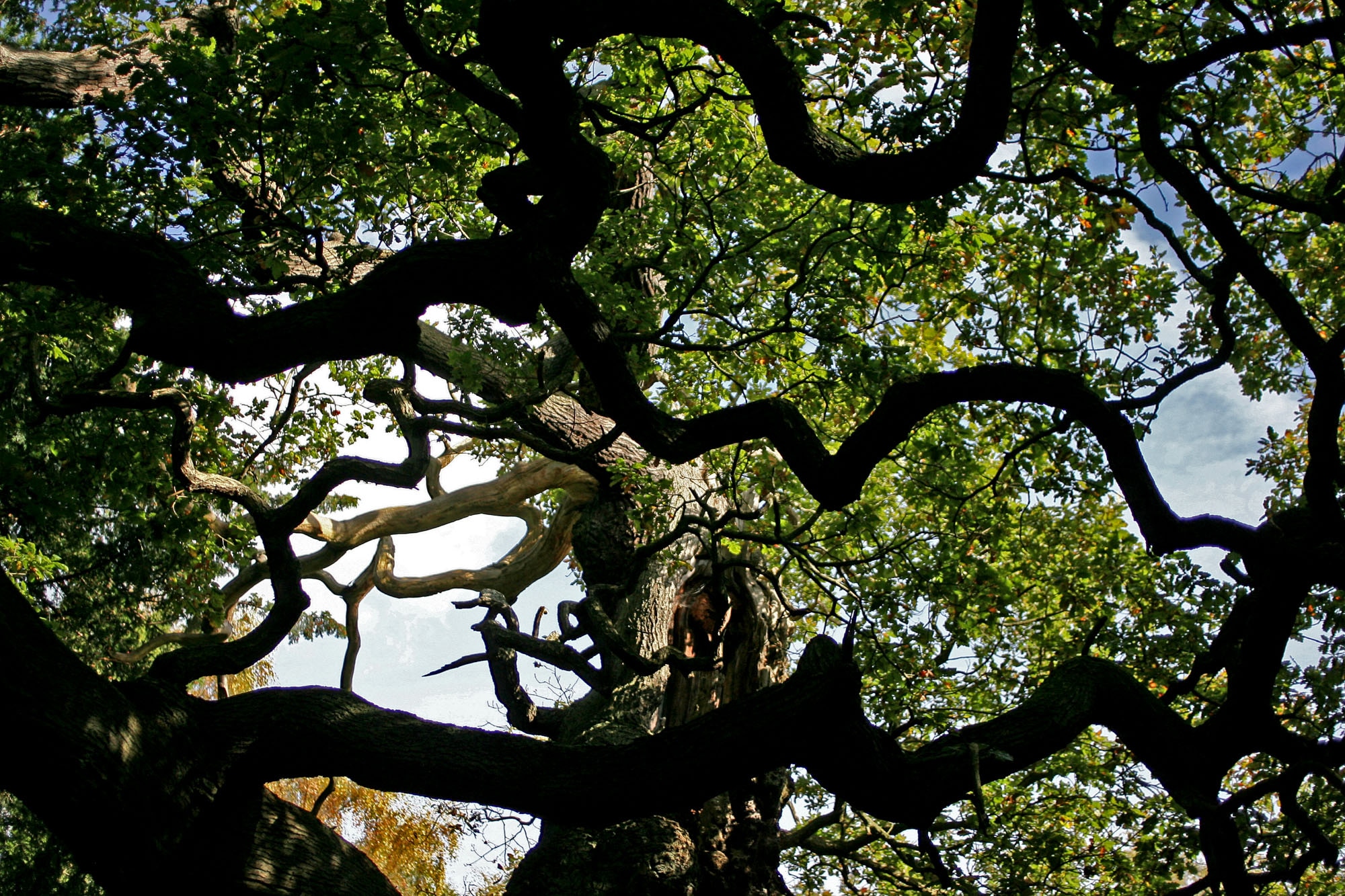 Ancient oak tree believed to have sheltered Robin Hood is dead
