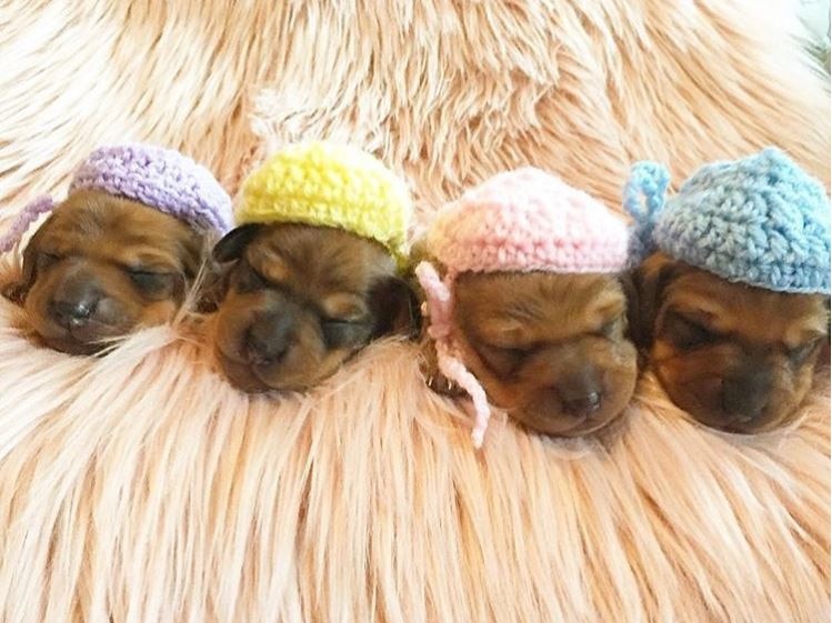 The faces of four puppies sleeping and wearing different pastel coloured beanies.