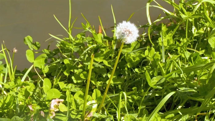 Weeds - Dandelion Image