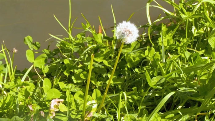 Dandelion flowers in a garden.