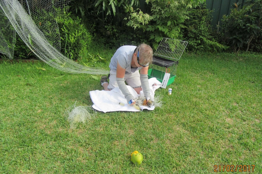 WIRES rescuers detangles a flying fox caught in a net