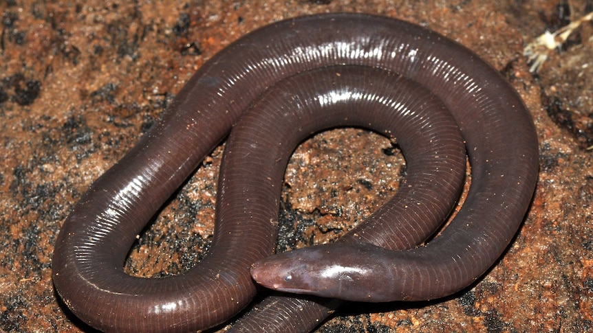 Ichthyophis cardamomensis was found in Cambodia's south-west Cardamom Mountains