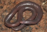 Ichthyophis cardamomensis was found in Cambodia's south-west Cardamom Mountains