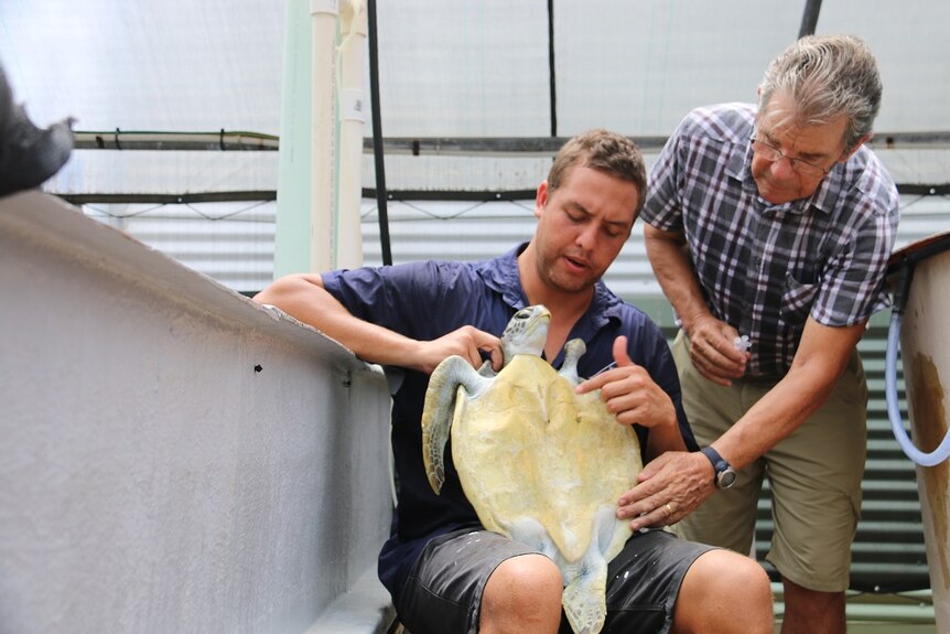 Green sea turtle Jolie receives antibiotics from carers