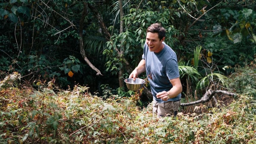 Eddie Brook picks a bowl of native raspberries at Byron Bay, for gin