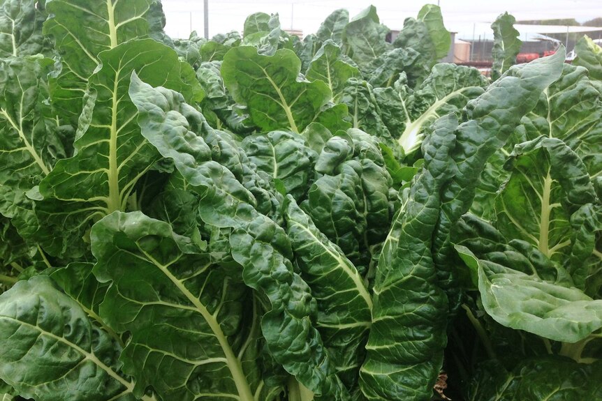 A row of silverbeet.