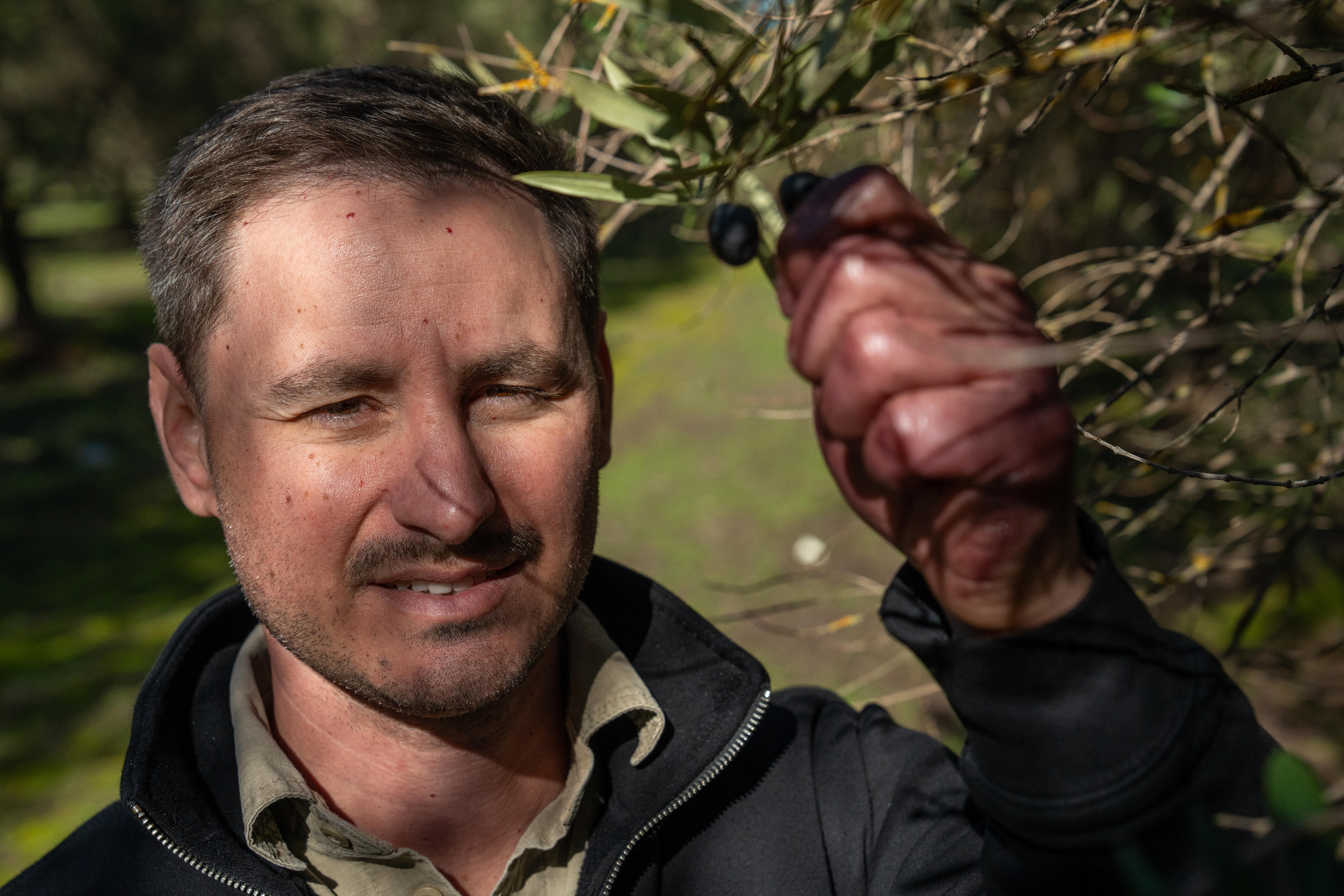 Olive industry 'buzzing' as diets fuel demand, farmers diversify