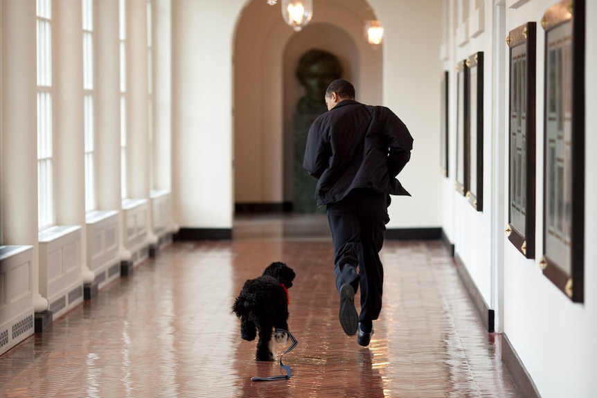 Barack Obama runs along a White House hallway with Bo the dog