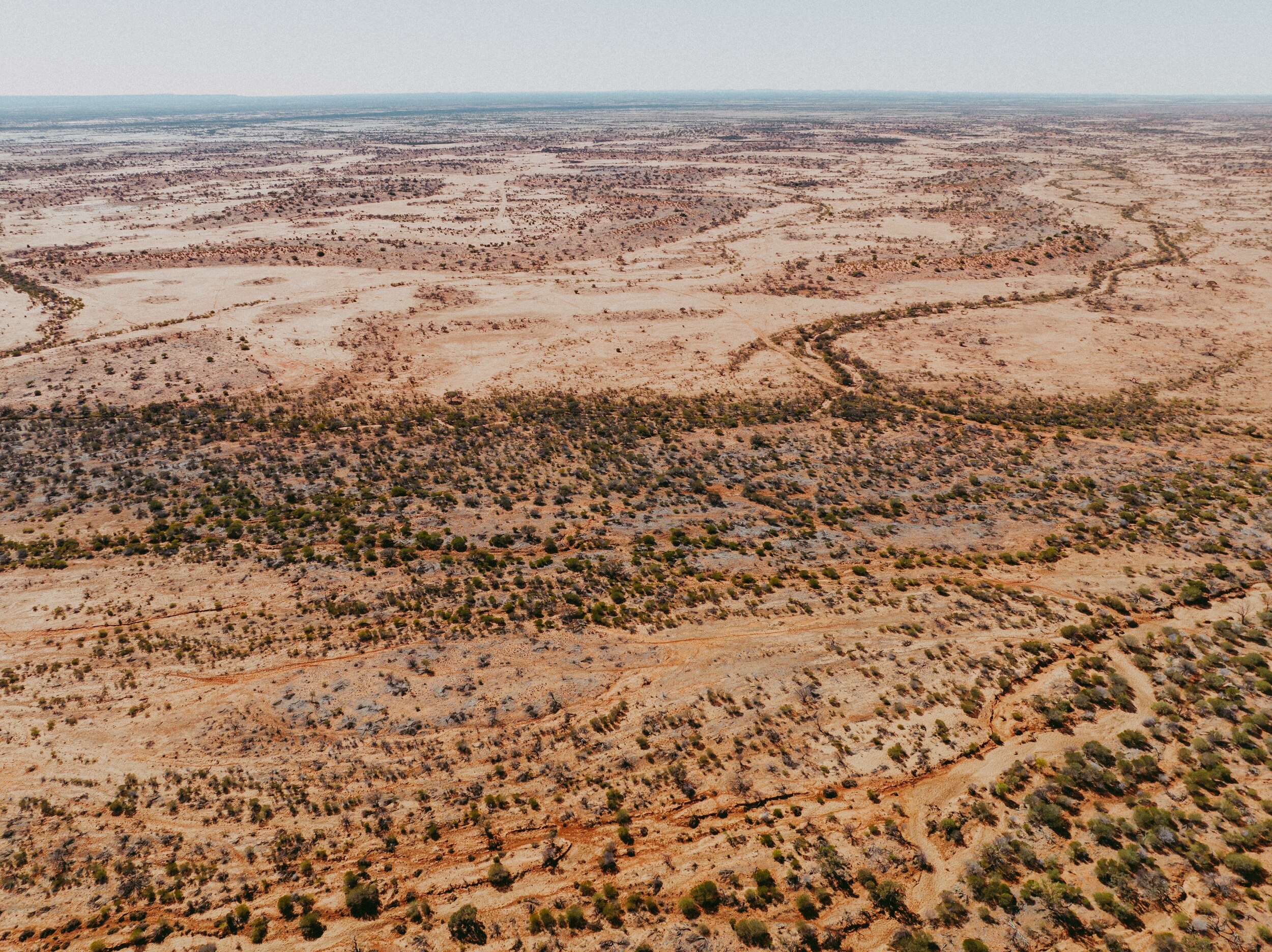 A very dry expanse of land dotted by hative shrubs and bushes