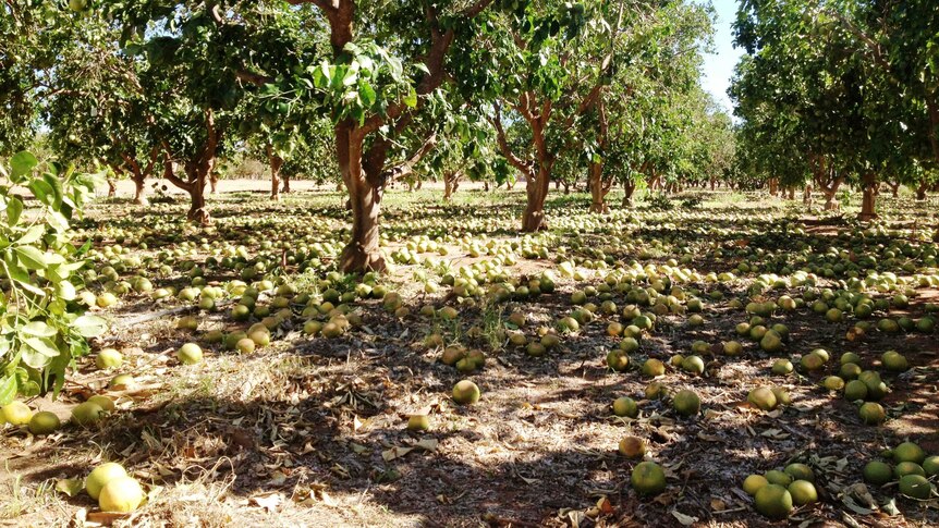 Fruit lies on the ground at a plantation