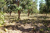 Fruit lies on the ground at a plantation