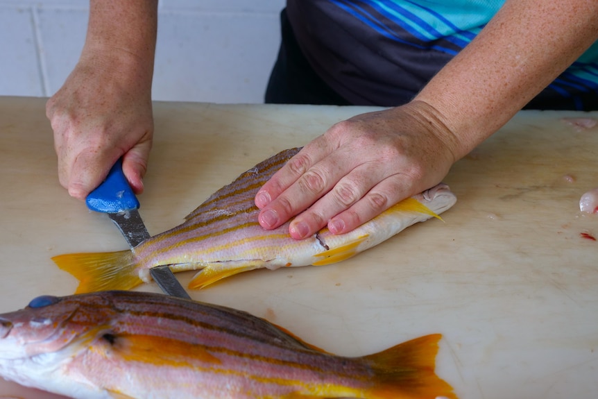 A woman fillets a fish on a white board with a blue knife.