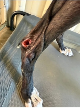 A greyhound with visible ribs and an open wound in one of its hind legs.