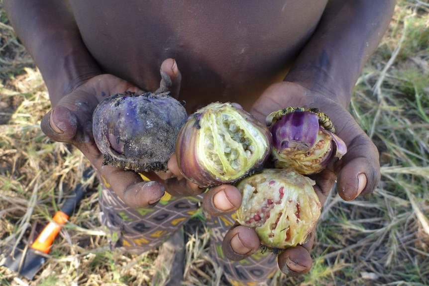 A close up on someone holding lily poids with seeds inside exposed