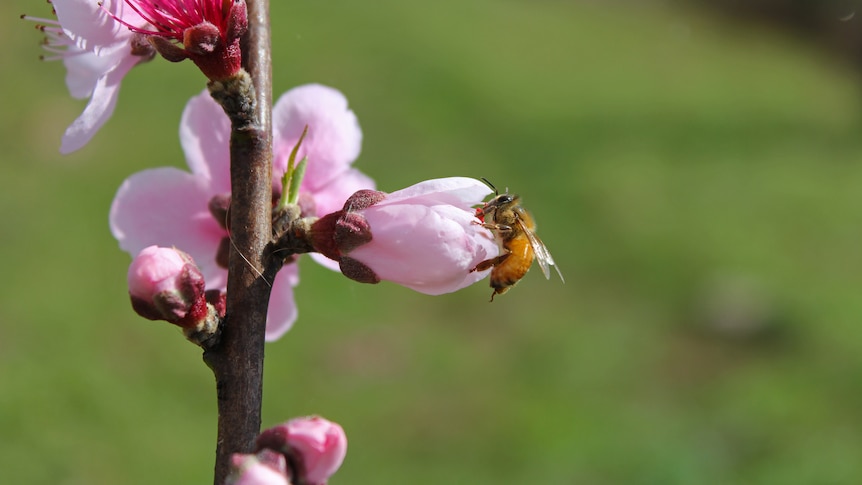 A honey bee pollinating a pink flower.