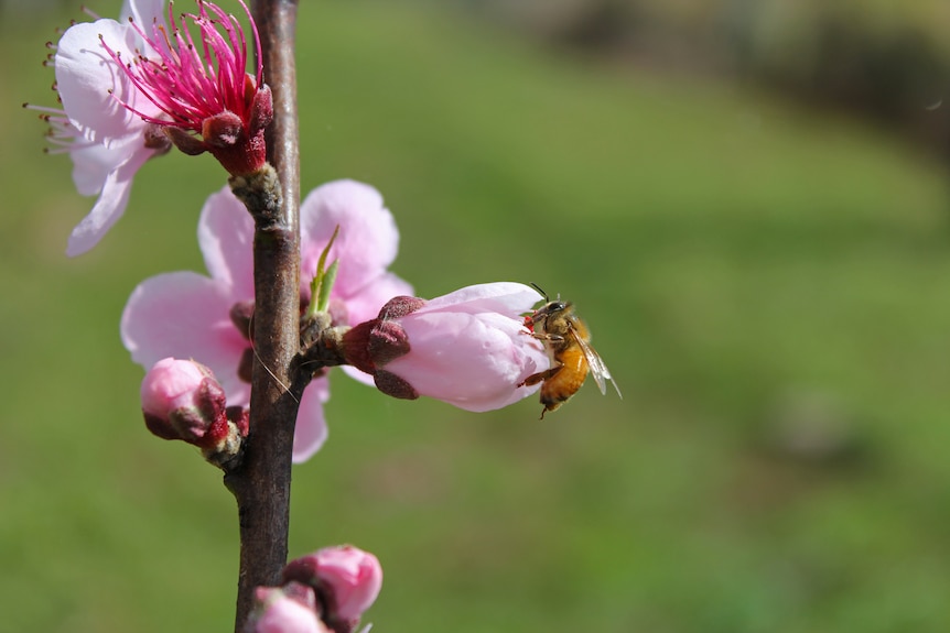 A honey bee pollinating a pink flower.
