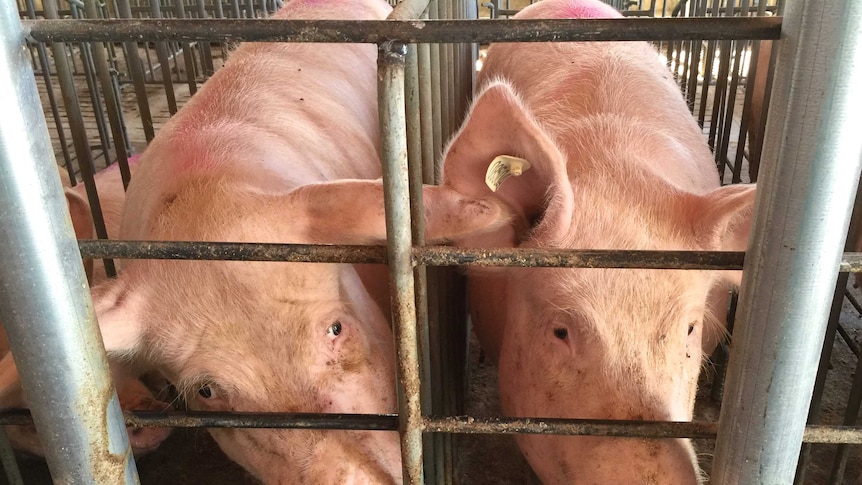 Pigs at the Agropor facility in Spain are being used in the chimera experiments
