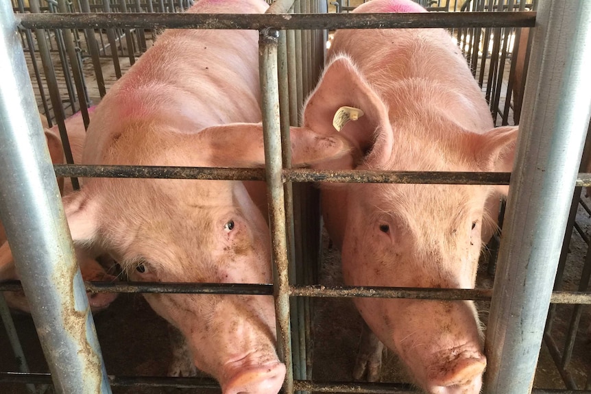 Pigs at the Agropor facility in Spain are being used in the chimera experiments