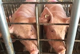 Pigs at the Agropor facility in Spain are being used in the chimera experiments