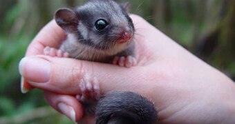 A tiny possum sits inside someone's hand, poking its head outwards.