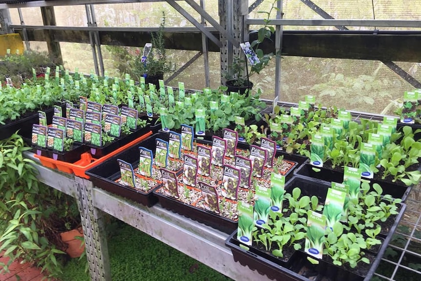 Row of seedling punnets at a plant nursery.