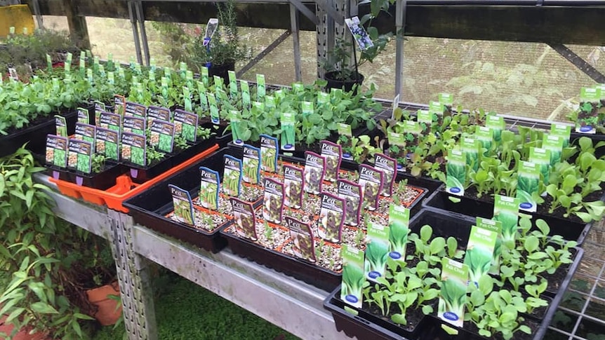 row of seedling punnets at a plant nursery