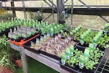 row of seedling punnets at a plant nursery