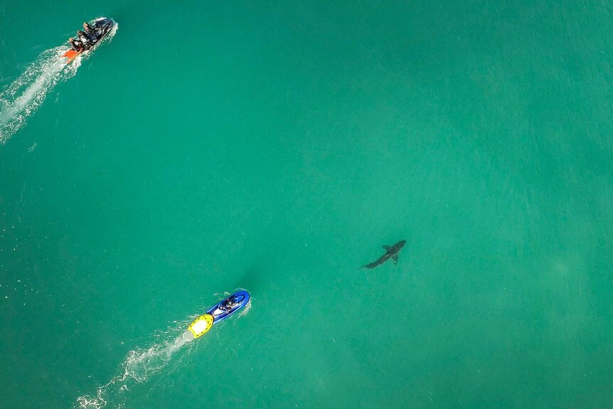 WSL jet skis chase a shark out to sea