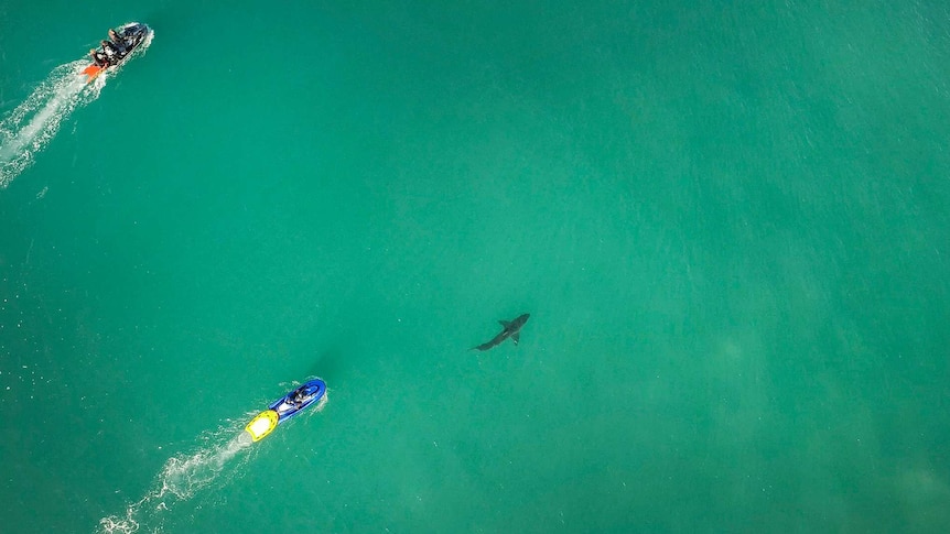 WSL jet skis chase a shark out to sea