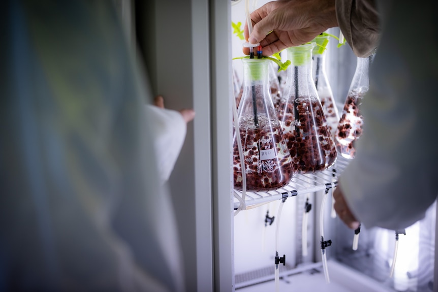 A man holds on to a beacon full of water and red seaweed in a well-lit storage fridge