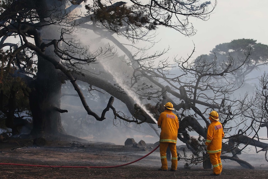 two firefighters in yellow protective suits hose a massive, blackened tree and smouldering gorund