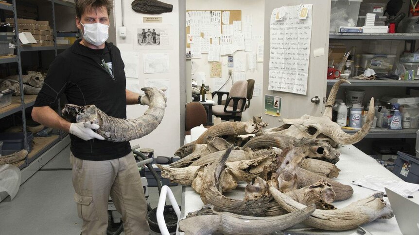 Scientist inspects Ice Age bones