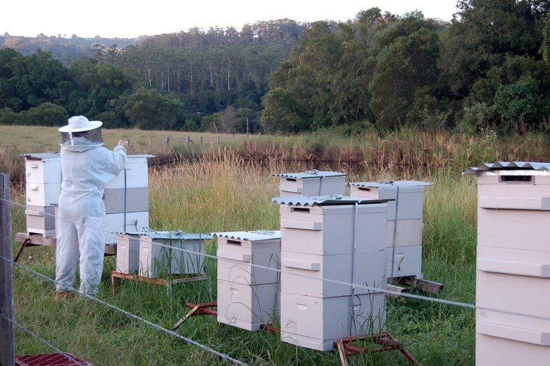 A person in full beekeeping gear working one of numerous hives with bush in the background.