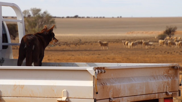 A sheep dog stands in the tray of a farm ute looking at a herd of sheep in a paddock in the distance.