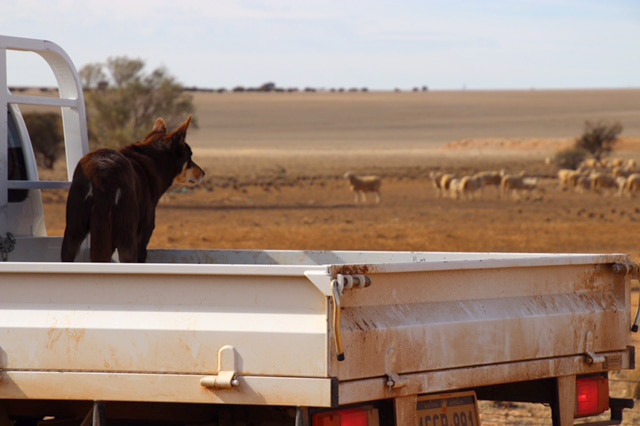 A sheep dog stands in the tray of a farm ute looking at a herd of sheep in a paddock in the distance.