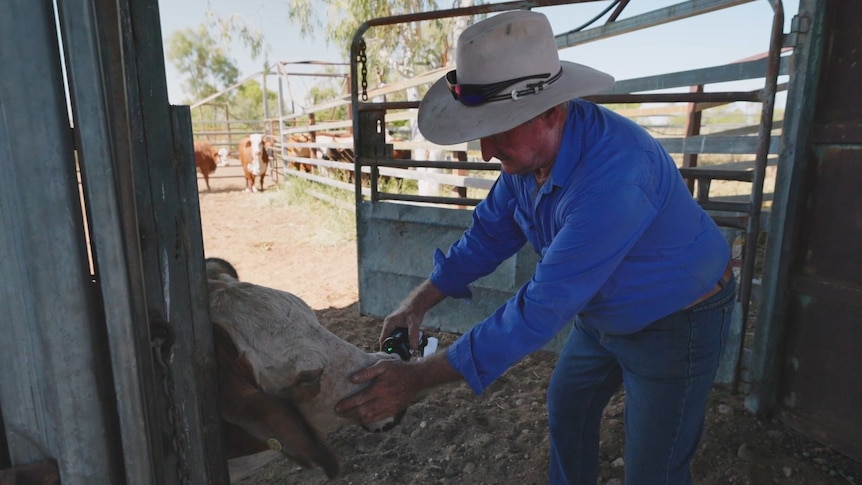 A man in a blue shirt leaning down holding a small device to the nose of a cow