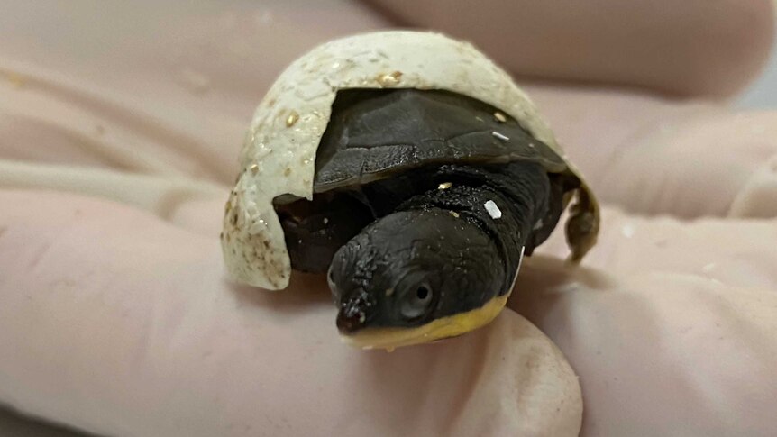 Manning River Turtle hatchling