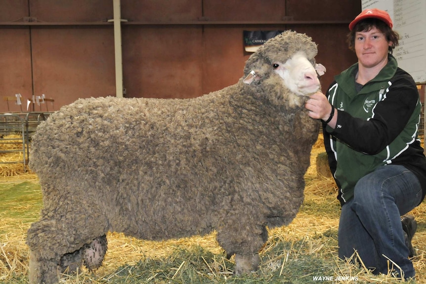 Ram sells for $28,000