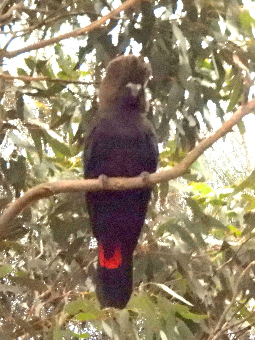 A glossy black cockatoo perched on a branch in a national park.