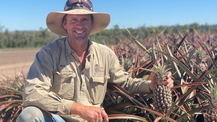 A pineaqpple grower squats next to a field of pineapples with his hand holding onto one of the pineapples.  