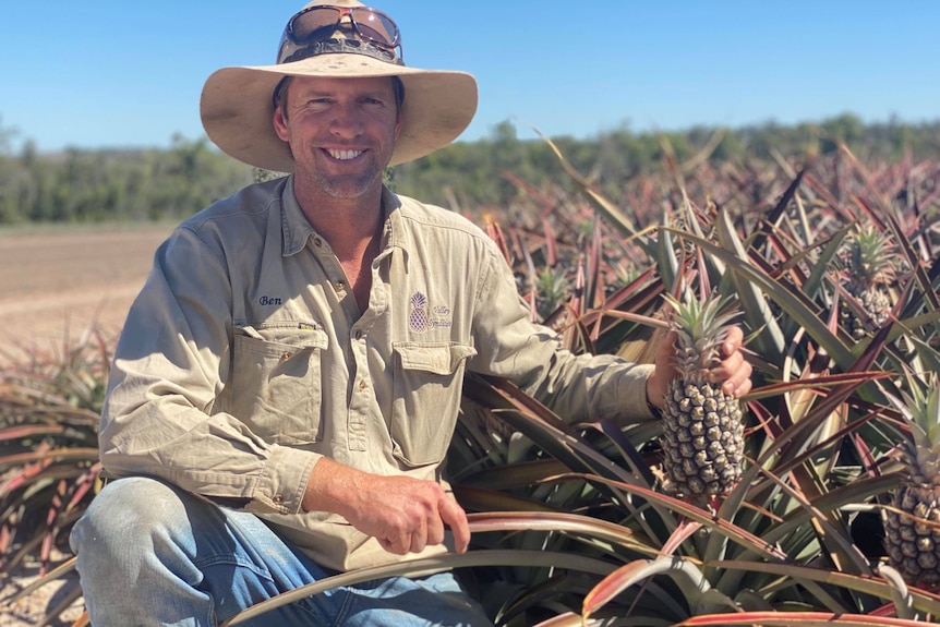 A pineapple grower squats next to a field of pineapples with his hand holding onto one of the pineapples.  