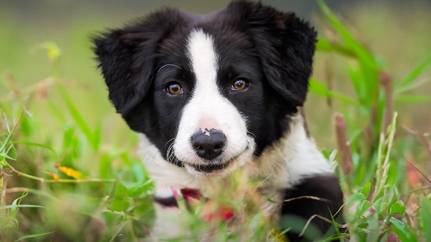 Close-up of border collie puppy in grassy field
