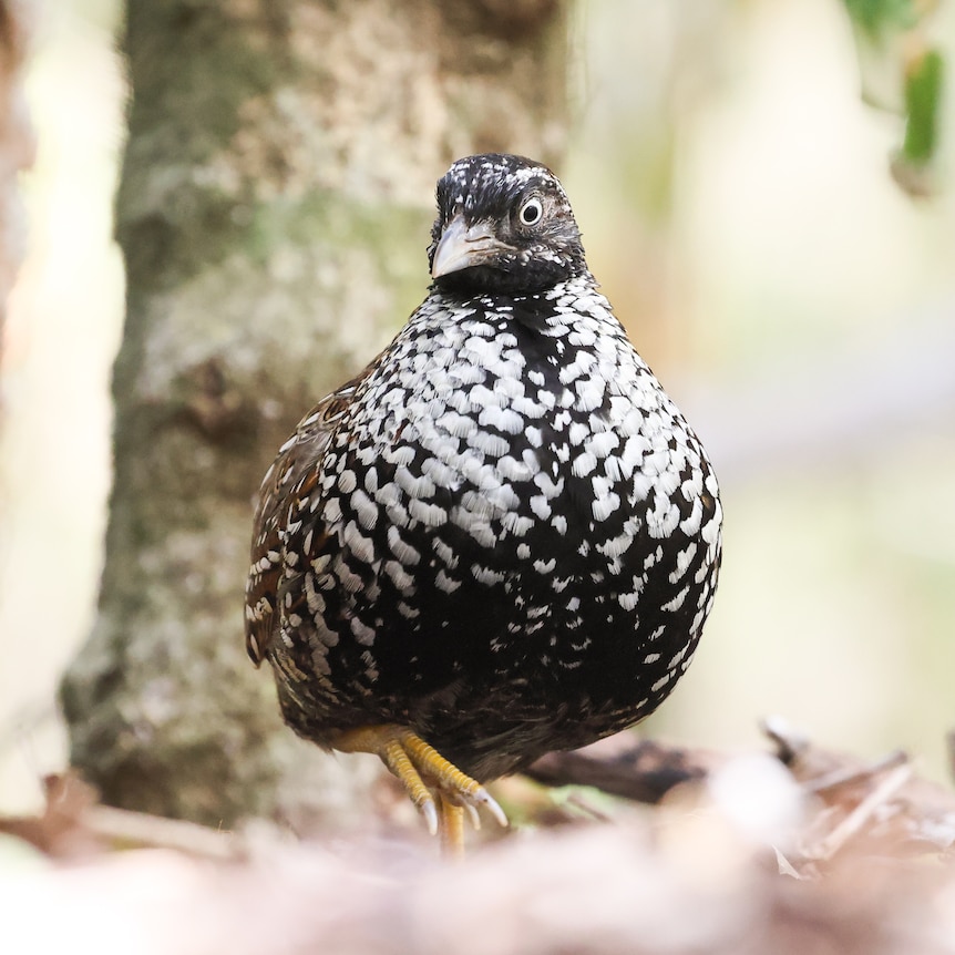 stocky bird with black feathers and white patches, on brown grounds