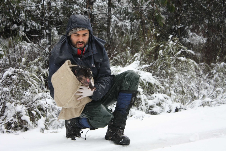 Man crouches in the snow holding a Tasmanian devil in a sack. You can see that the devil has a tumour on its face