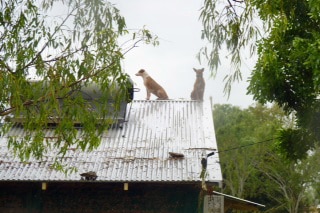Two dogs sit on the roof.