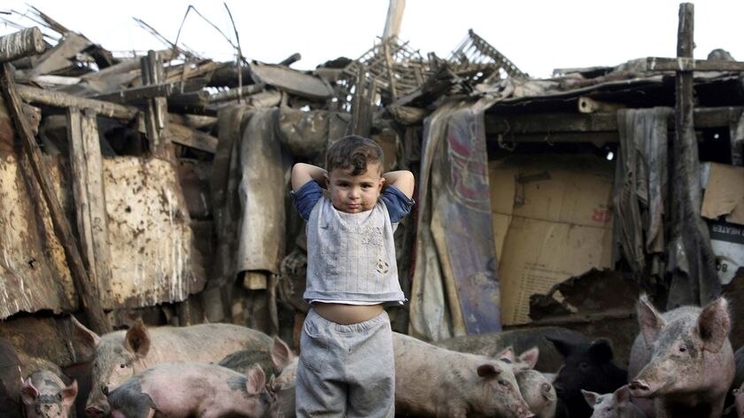 A boy holds a stick as he plays with pigs at a farmhouse in Cairo, Egypt