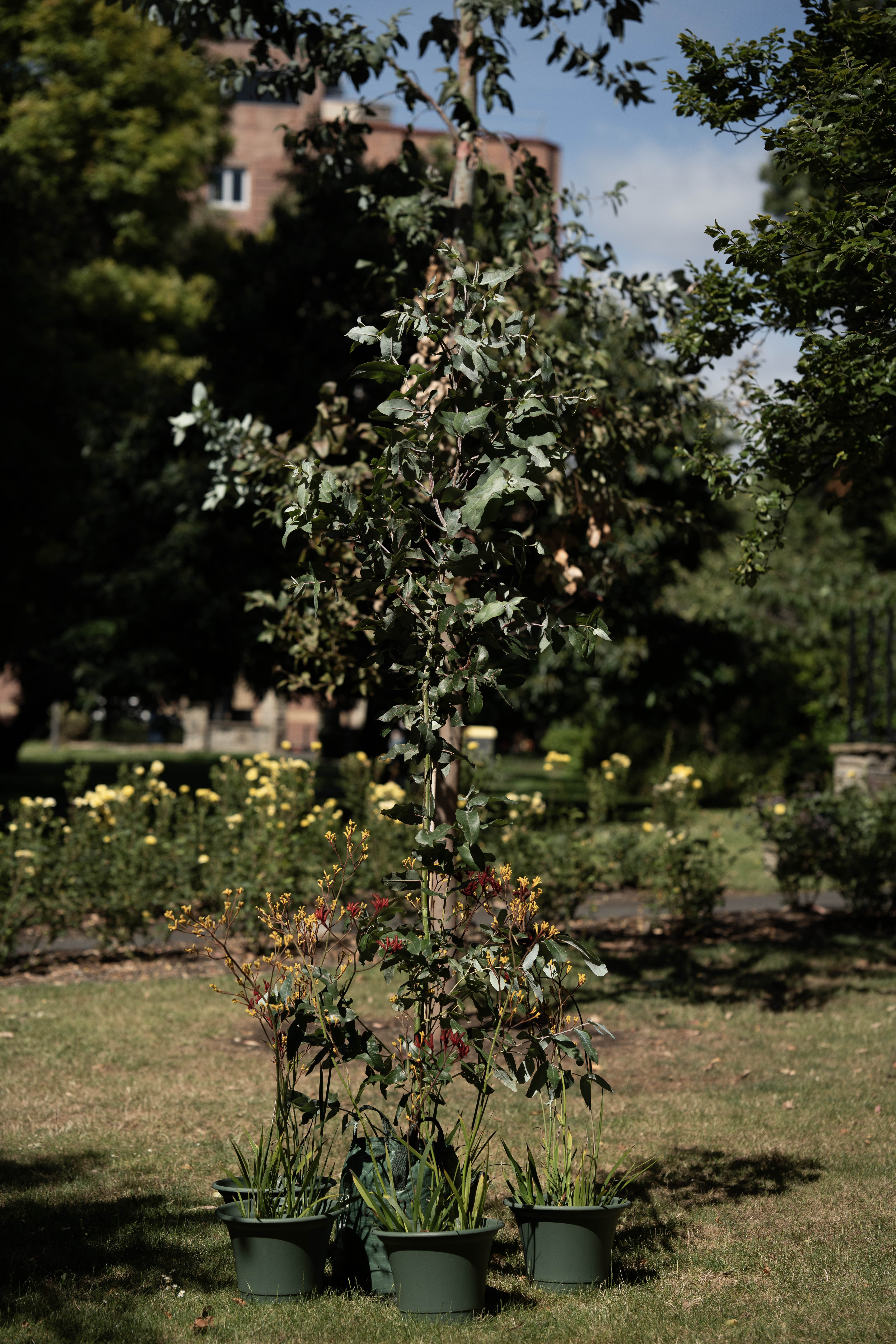 Tasmanian blue gum tree in a park.