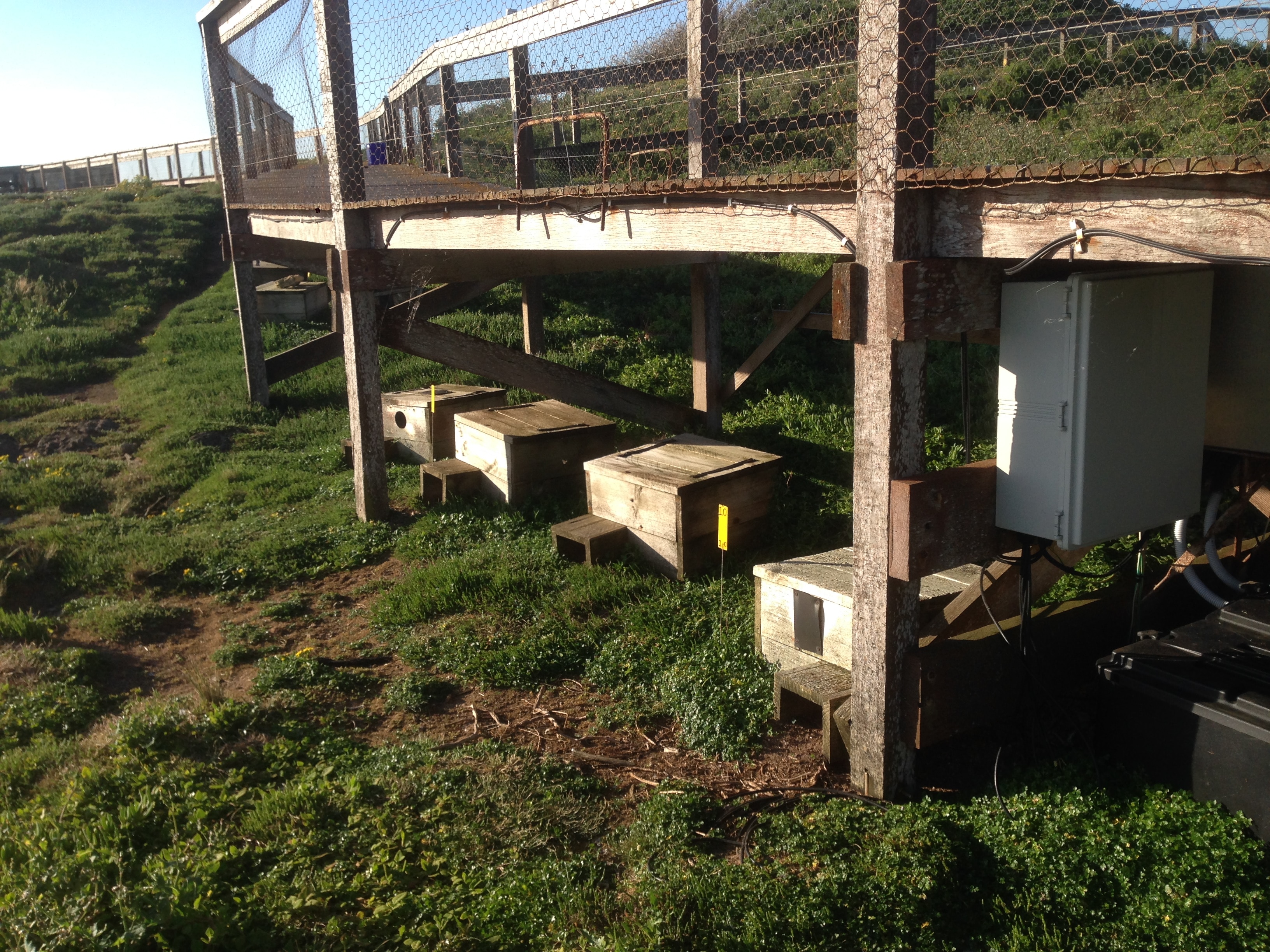 A wooden boardwalk over grassy vegetation, underneath there are four wooden penguin nesting boxes.